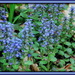 Blue groundcover by vernabeth