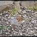 White Throated Sparrow by susan727