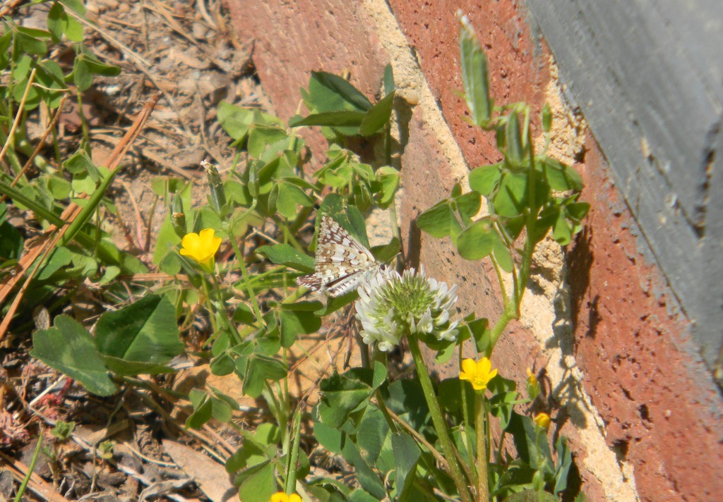 Butterfly Closeup by sfeldphotos