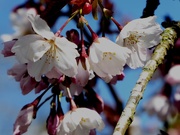 11th Apr 2021 - Cherry blossom