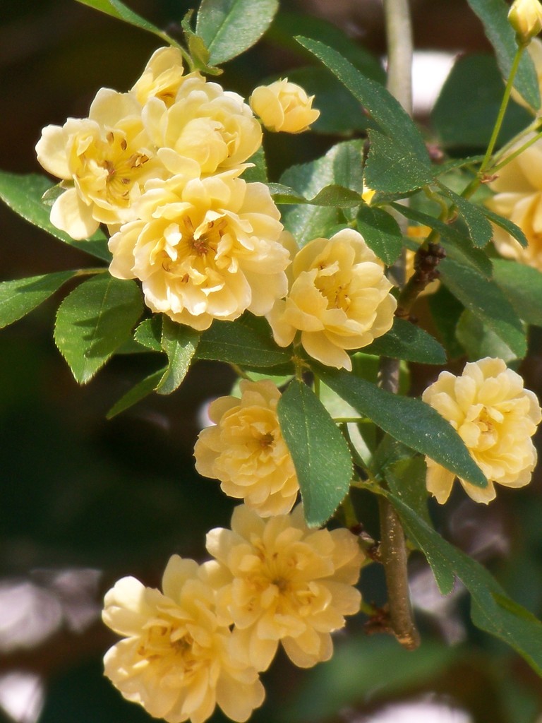 Creamy yellow blossoms... by marlboromaam