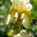 LHG-8402-backlit yellow iris by rontu