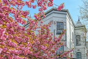 9th Apr 2021 - Cherry blossoms