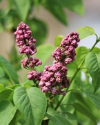 10th Apr 2021 - April 10: Spring Lilac Buds