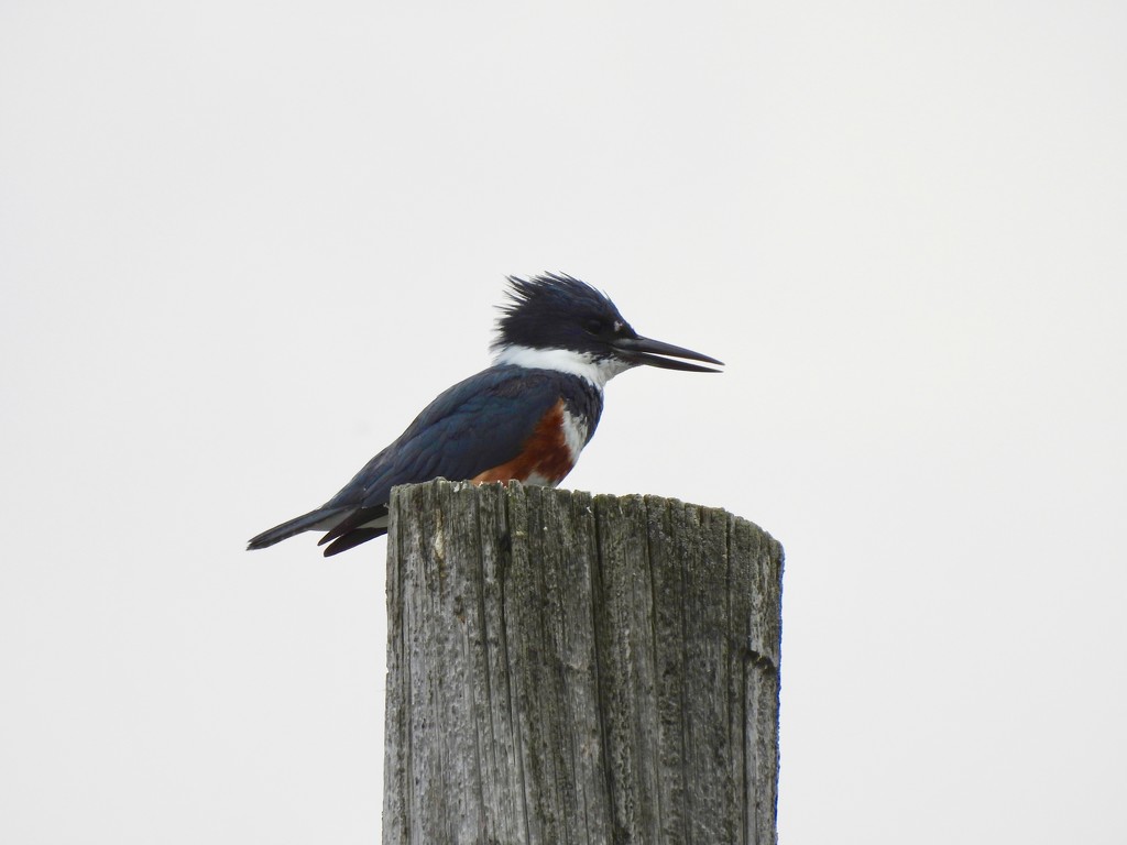 Belted Kingfisher by frantackaberry