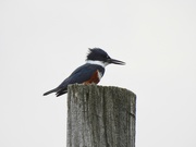 11th Apr 2021 - Belted Kingfisher