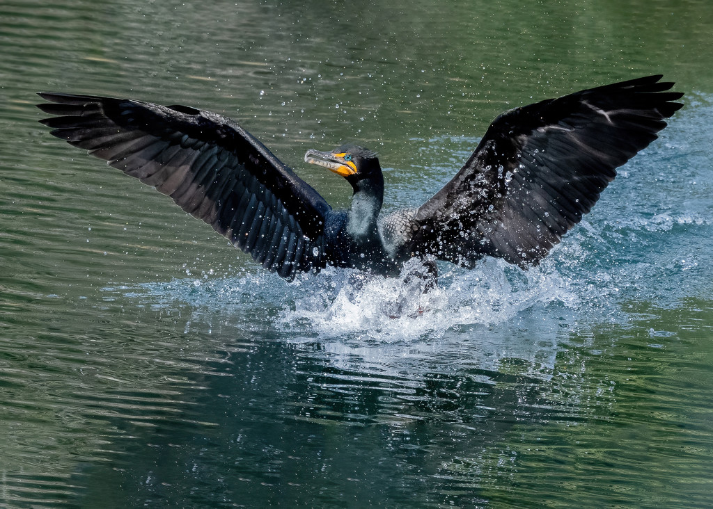 In coming Double-crested Cormorant by nicoleweg