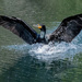 In coming Double-crested Cormorant by nicoleweg