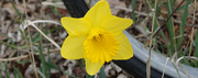 11th Apr 2021 - Daffodil