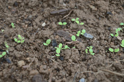 11th Apr 2021 - baby lettuce