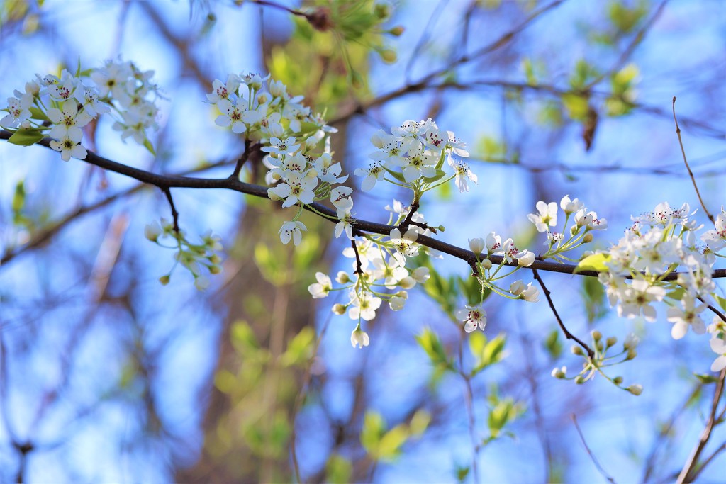 Spring Blooms by lynnz