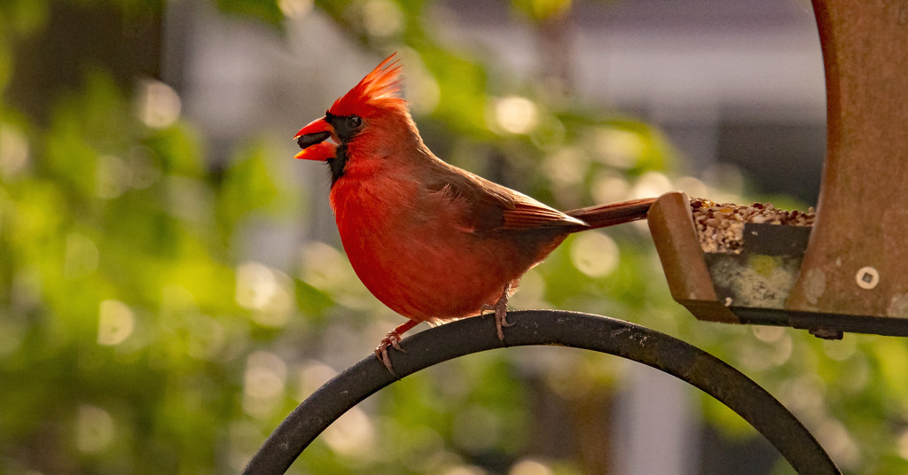 Cardinal at the Feeder! by rickster549