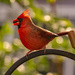 Cardinal at the Feeder! by rickster549