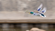 11th Apr 2021 - Panning with Ducks