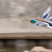 Panning with Ducks by taffy