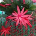 Our Easter flowering cactus. by grace55