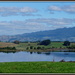 Waikato countryside by dide