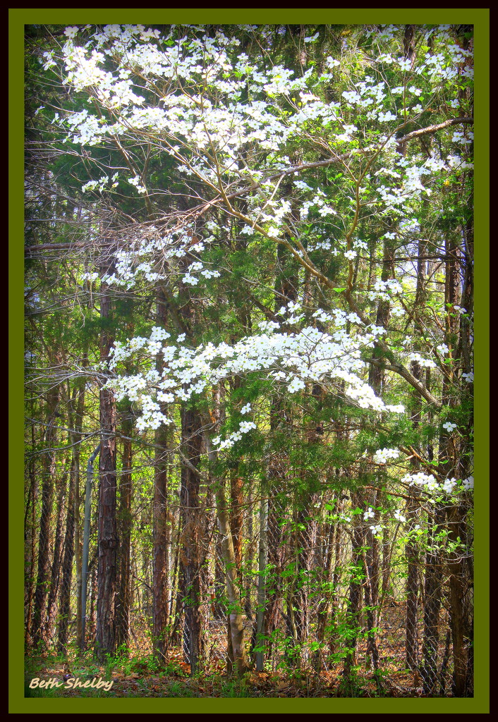 Wild dogwood. by vernabeth