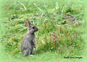 12th Apr 2021 - Little bunny