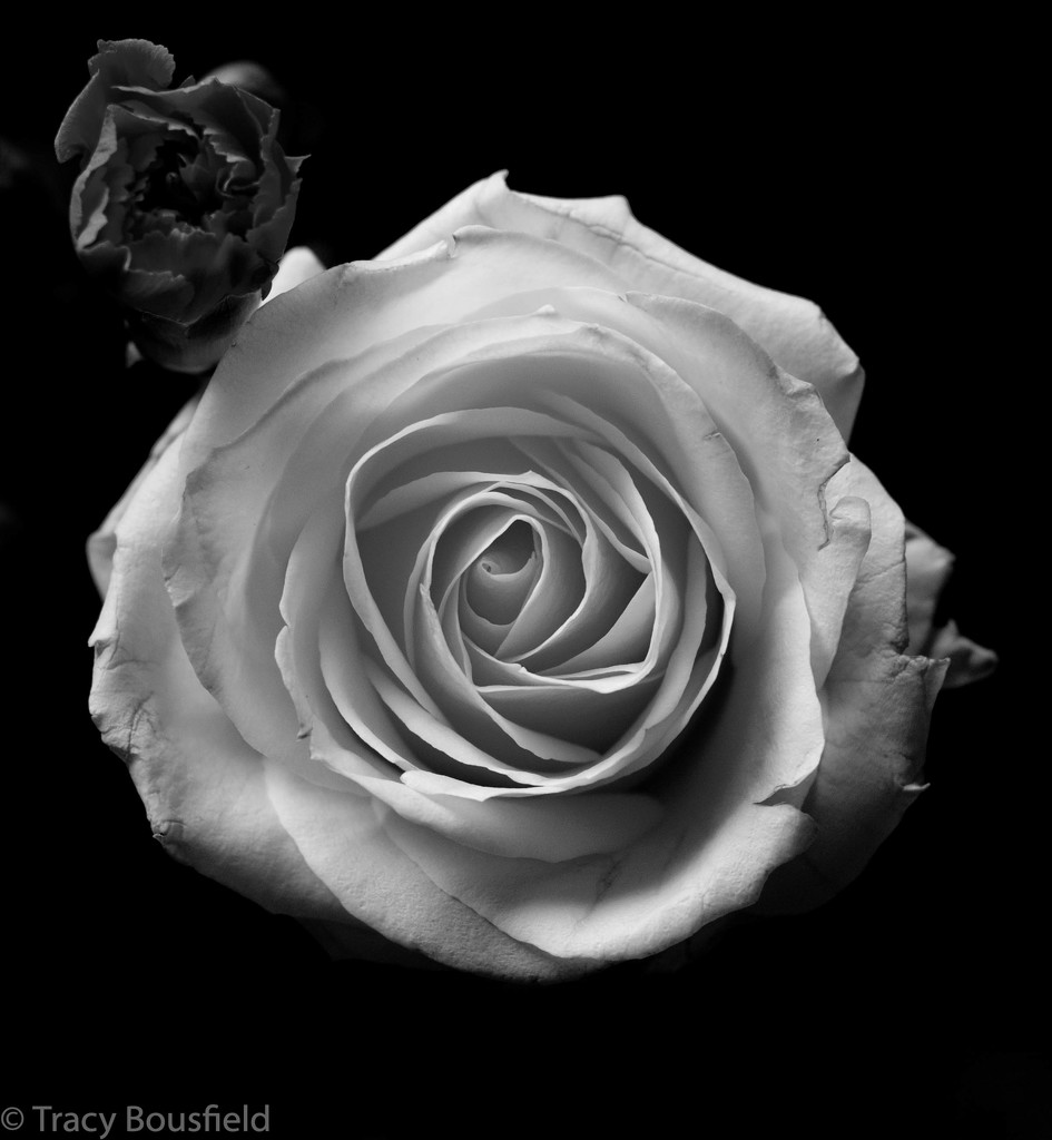 White Rose by tracybeautychick