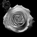 White Rose by tracybeautychick