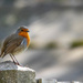 Just a Robin by stevejacob