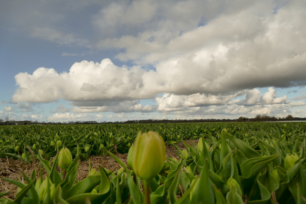 Tulips and clouds by marijbar