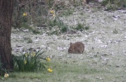 12th Apr 2021 - Rabbit in the Snow