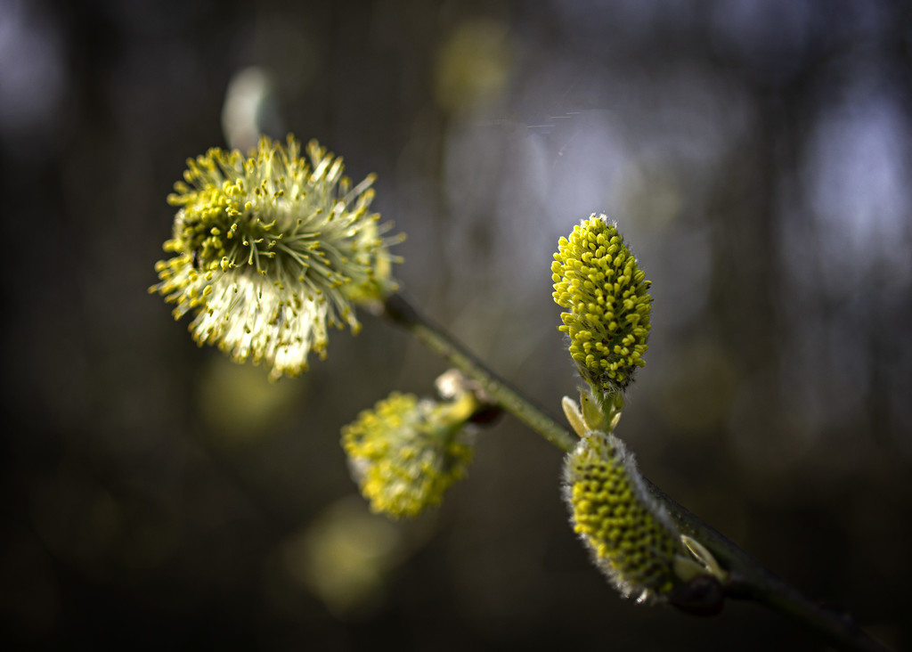 Pussy willow by fueast