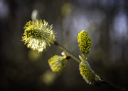 12th Apr 2021 - Pussy willow