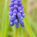 Grape Hyacinth by leonbuys83