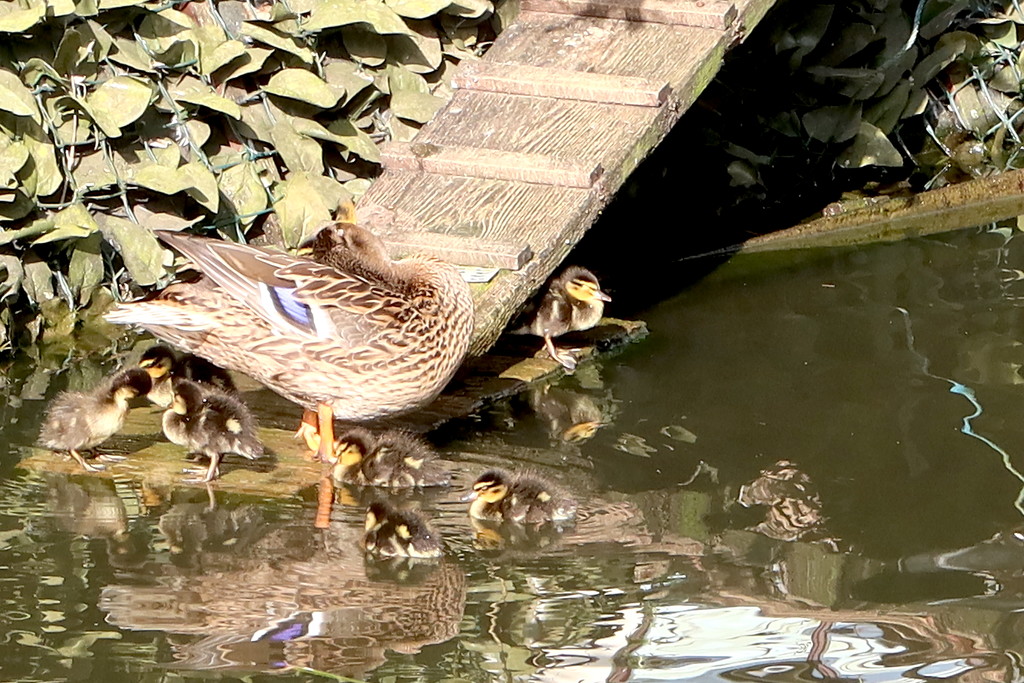 Spring Ducklings by davemockford