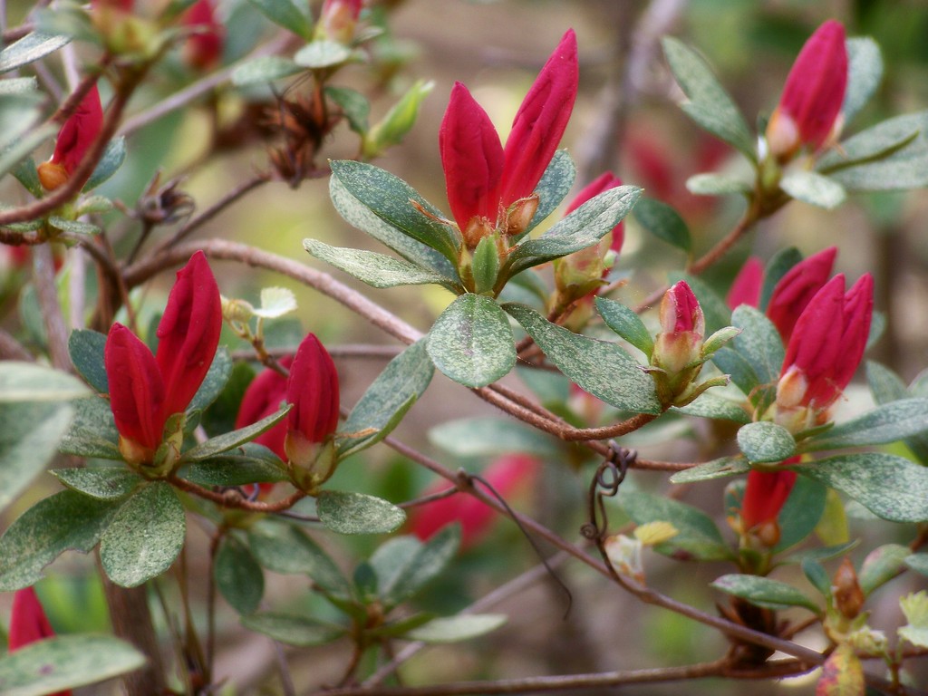 Red azalea buds... by marlboromaam