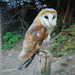 Owls #4 - Barn Owl  by spanishliz