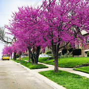 18th Apr 2021 - Red Bud Trees Line The Street