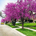 Red Bud Trees Line The Street by yogiw