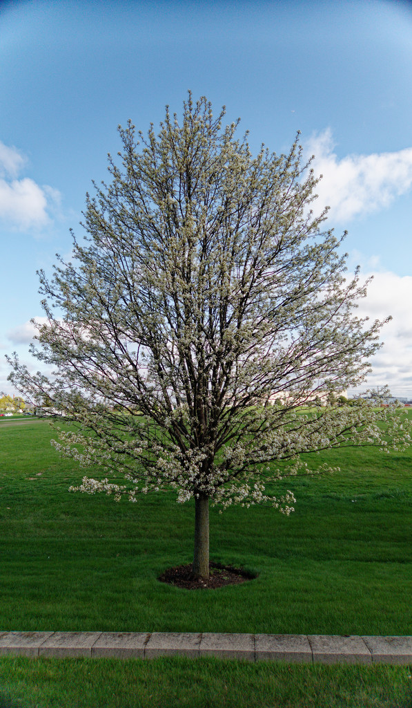 spring tree by rminer