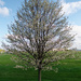 spring tree by rminer
