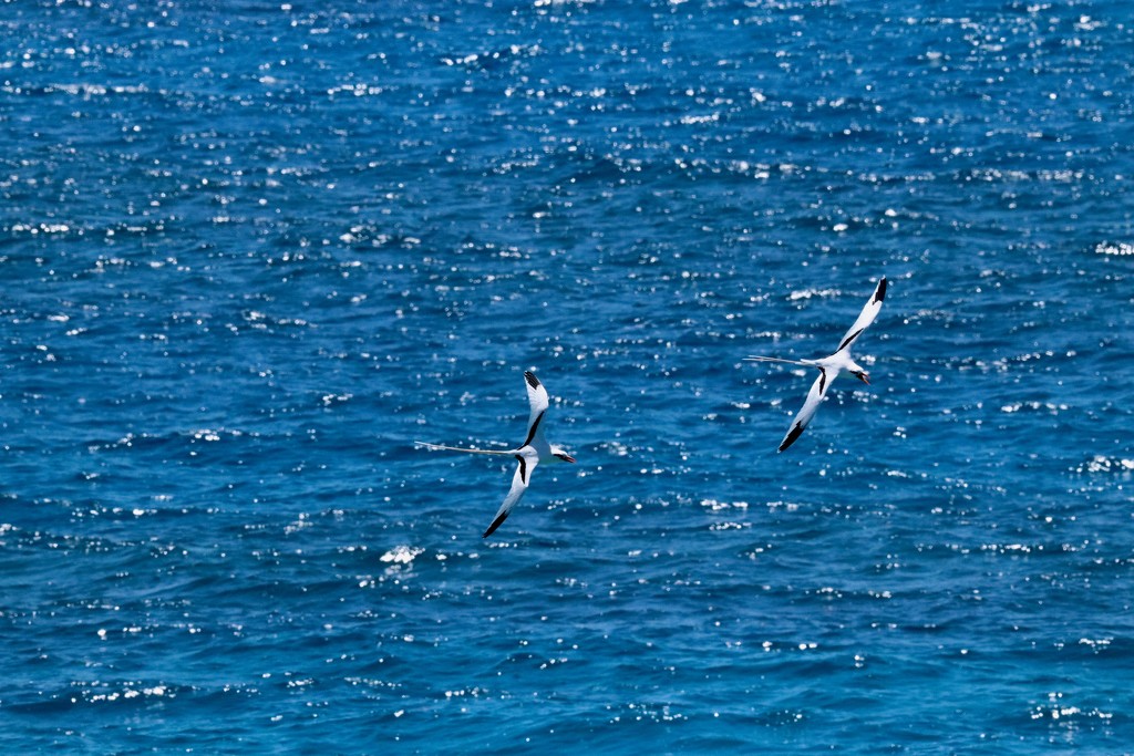 The Beautiful Longtails by lisasavill
