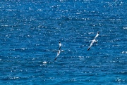 11th Apr 2021 - The Beautiful Longtails