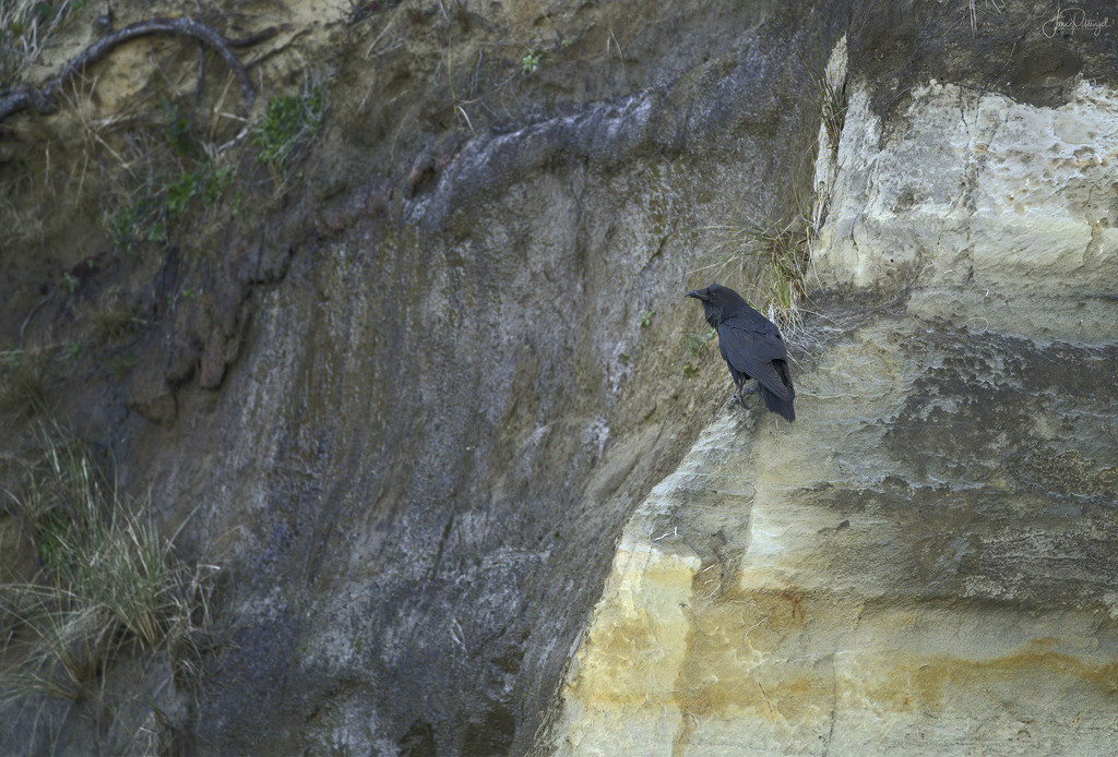 Raven On the Rocks by jgpittenger