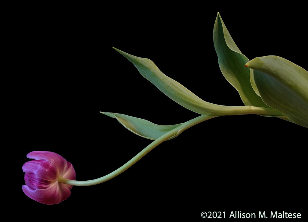 Tulip Still Life by falcon11