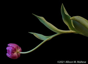 12th Apr 2021 - Tulip Still Life