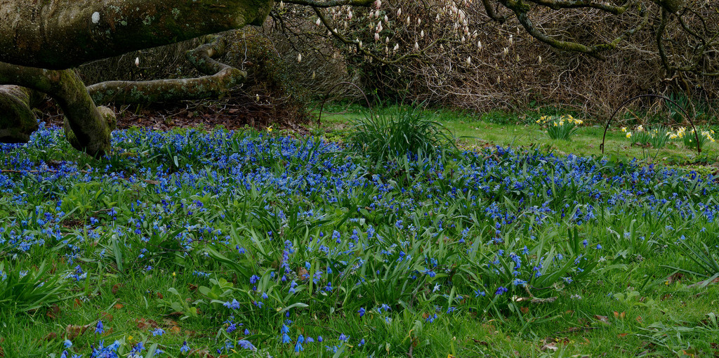 0412 - Bluebells, Emmetts Garden by bob65