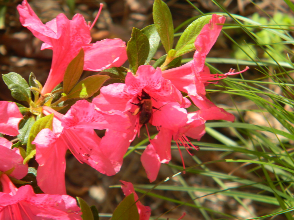 Bee in Pink Azalea by sfeldphotos