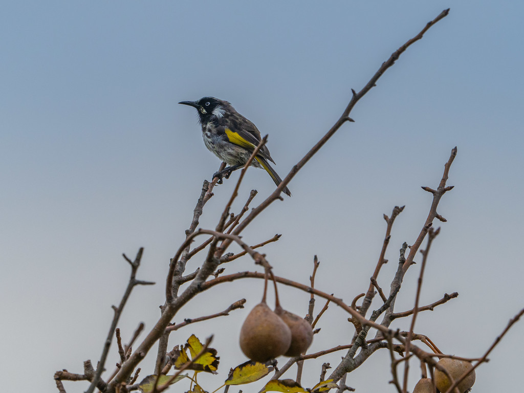 A bird on the wild pear tree by gosia