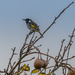 A bird on the wild pear tree by gosia