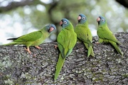 12th Apr 2021 - Blue-Crowned Parakeets