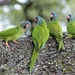 Blue-Crowned Parakeets by chejja