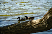 12th Apr 2021 - Ducks on a pond